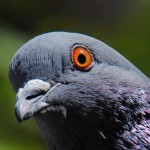 pigeon face