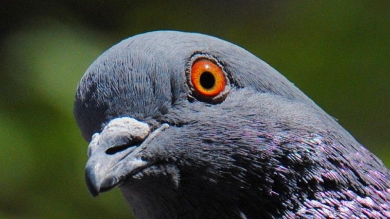 pigeon face