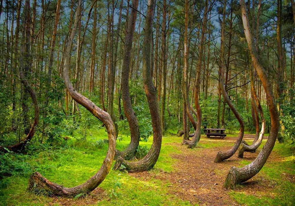 romania forrest