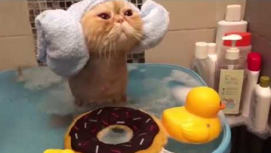 cat in the shower