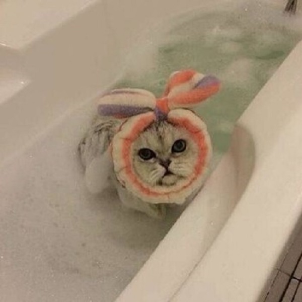 cat in shower