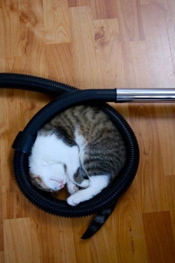cat sleeping in crazy position