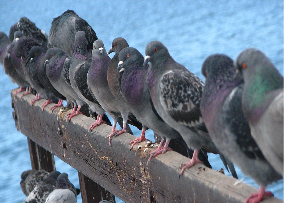 pigeons