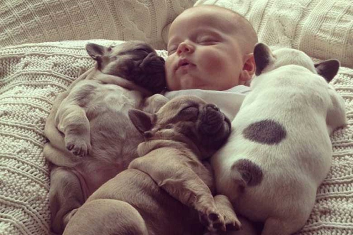 baby and puppies sleeping