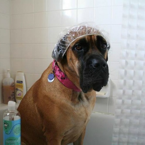 dog in the shower