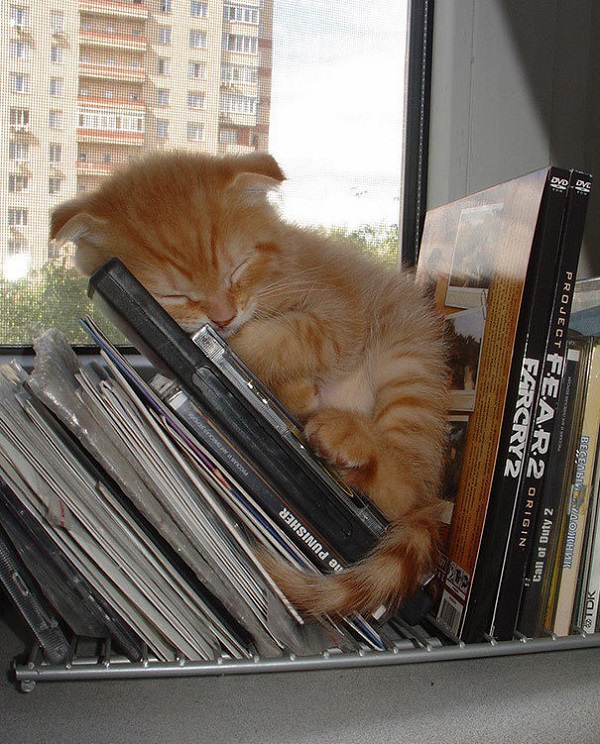 cat sleeping in crazy places