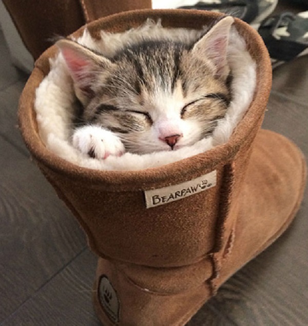 cat sleeping in crazy position
