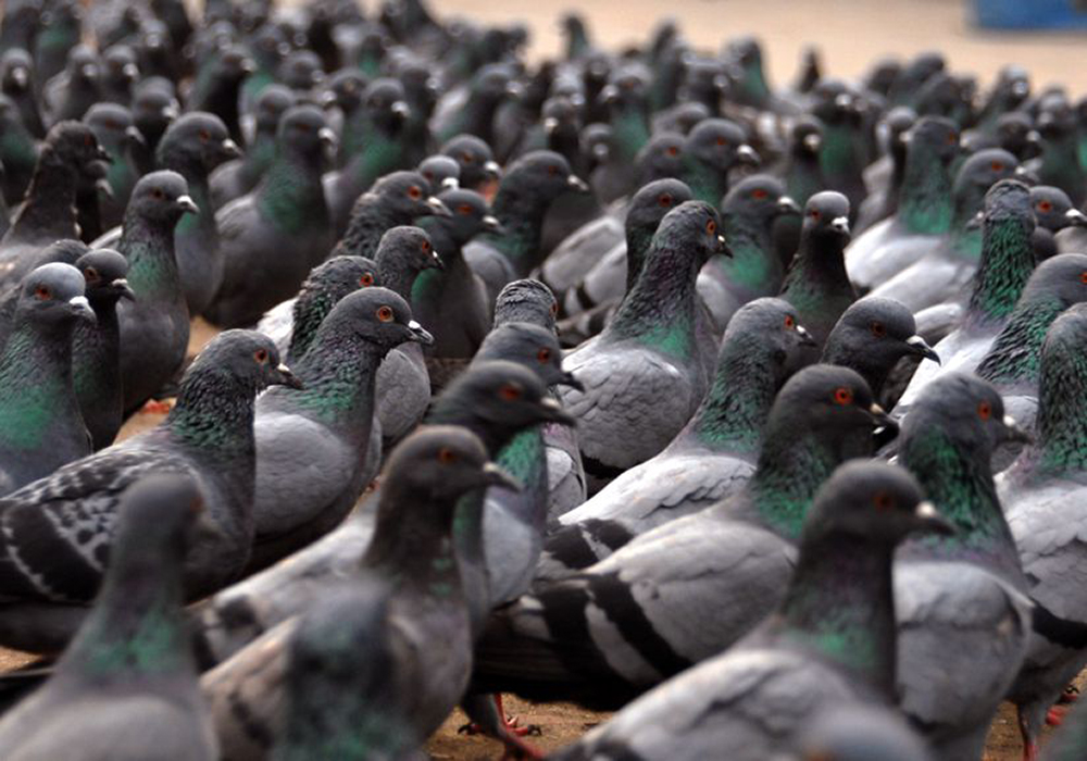 pigeon