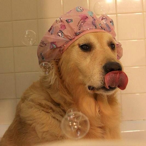 dog in the shower