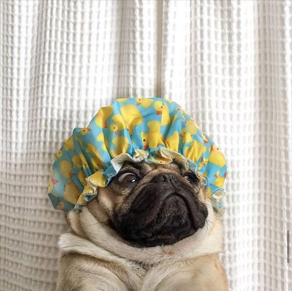 dog in the shower