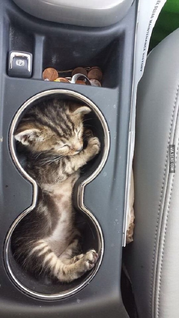 cat sleeping in crazy places