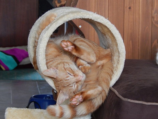 cat sleeping in crazy positon