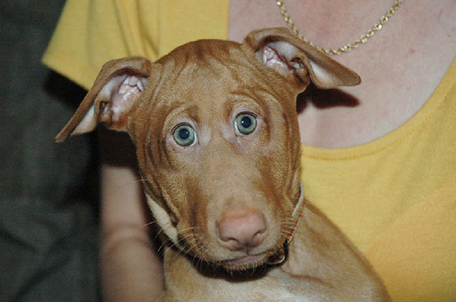 animals with funny eyes
