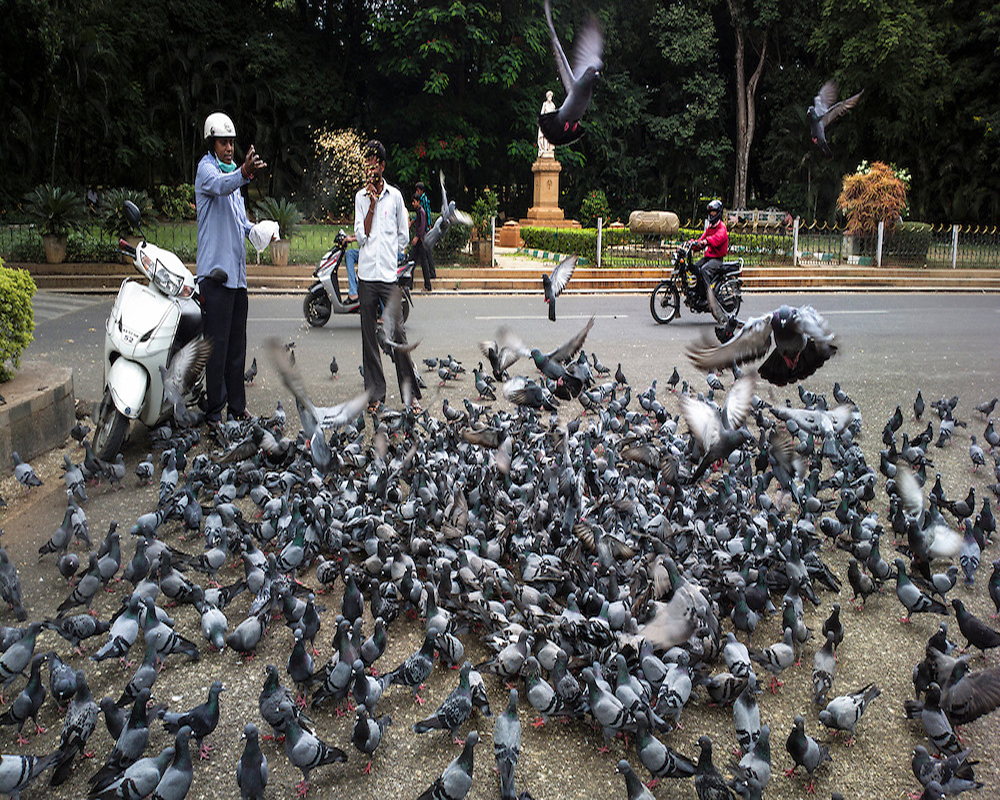 pigeons