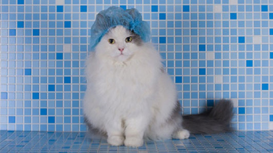 cat in the shower