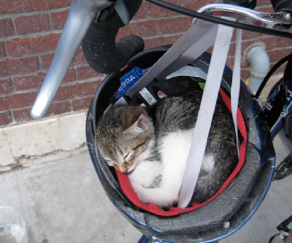 cat sleeping in crazy position