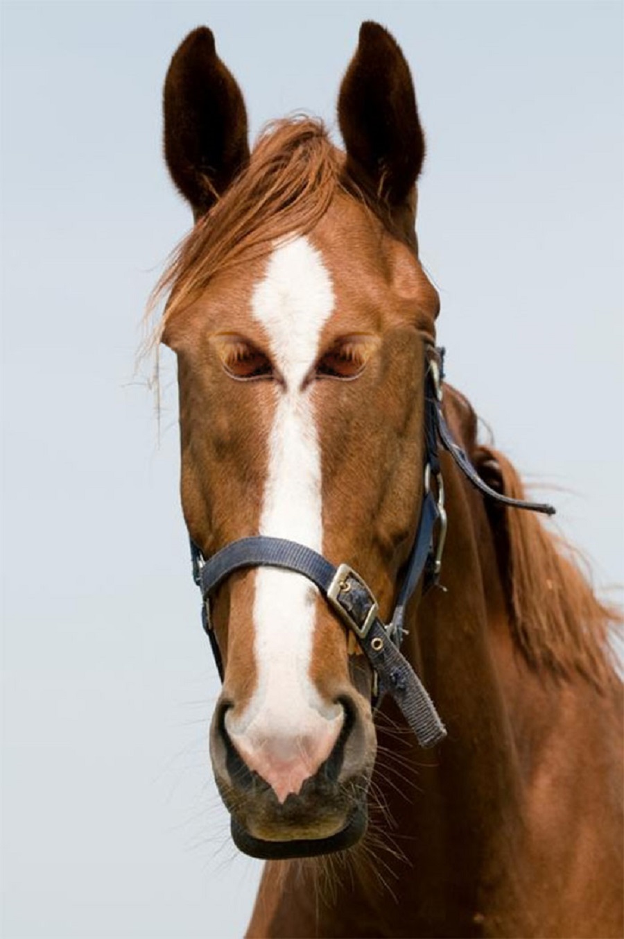 animals with funny eyes