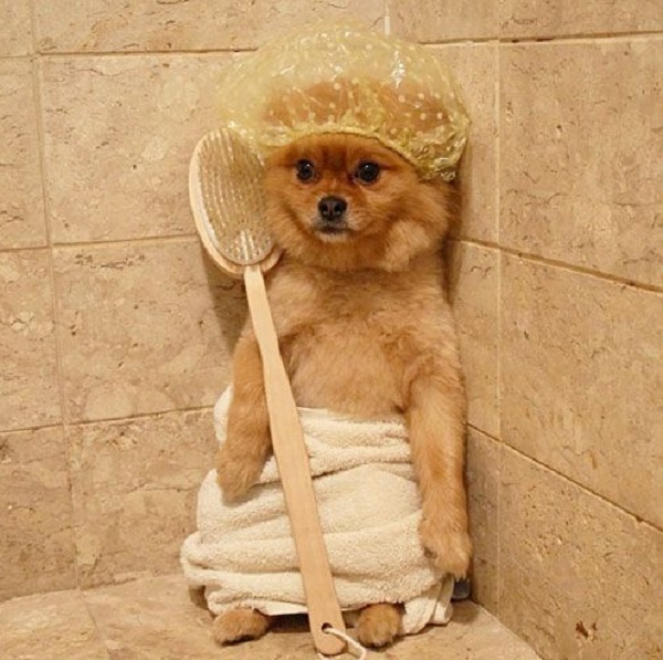 dog in the shower