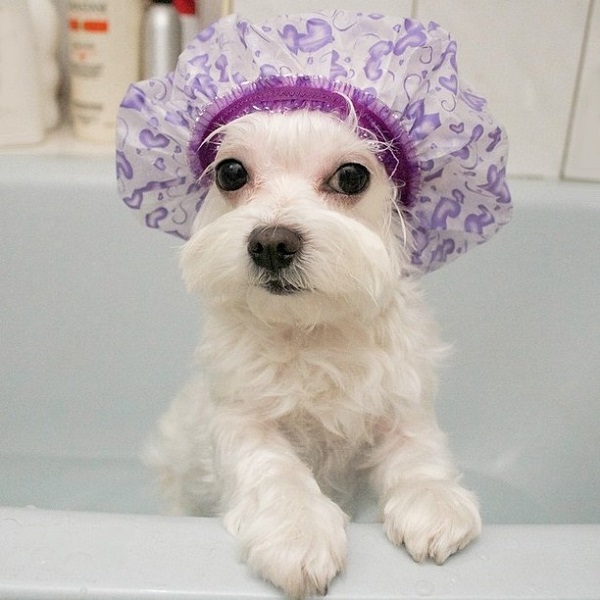 dog in the shower