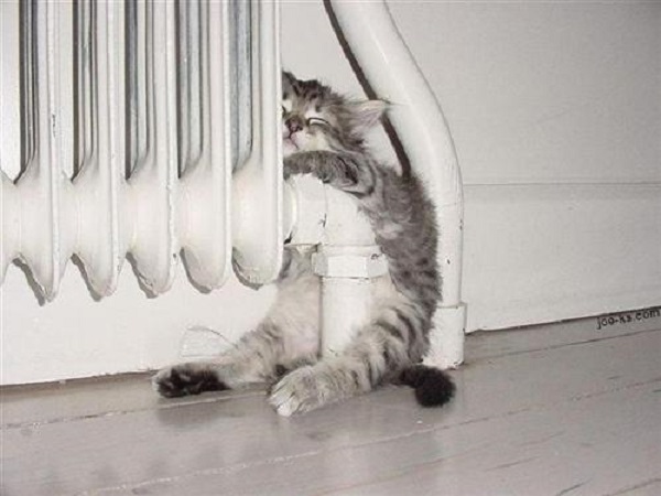 cat sleeping in crazy position