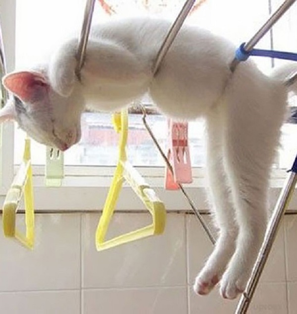 cat sleeping in crazy position