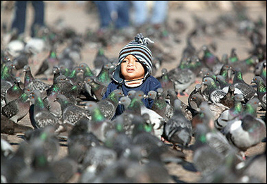 pigeon