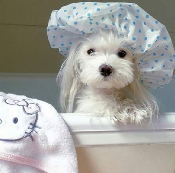 dog in the shower
