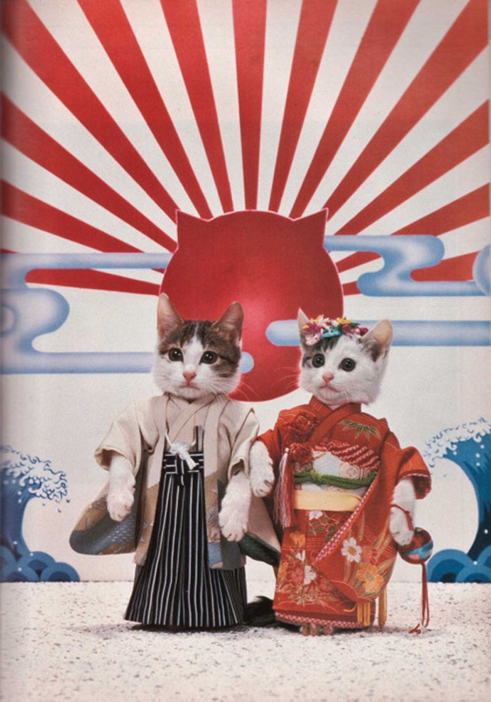 catswithhats