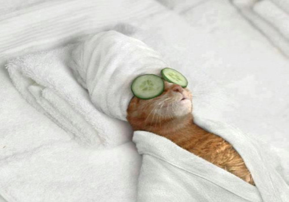 Catwithhats