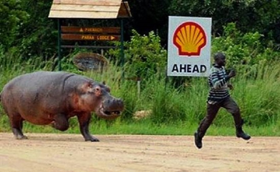 Image credit: www.animallols.com