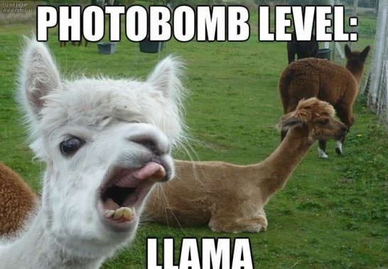 llama