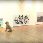 dog-exhibit