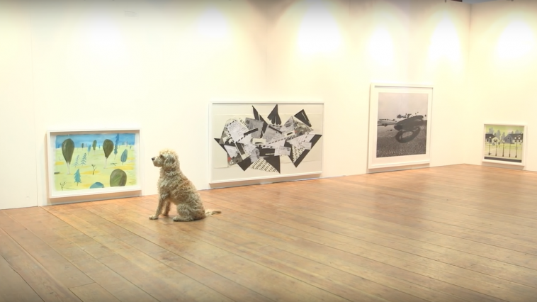 dog-exhibit