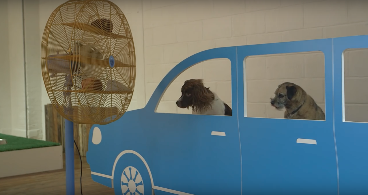 dog-exhibit