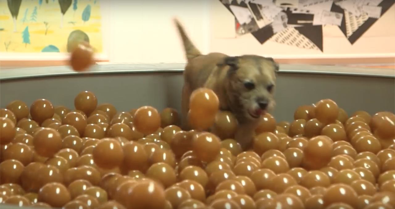 dog-exhibit