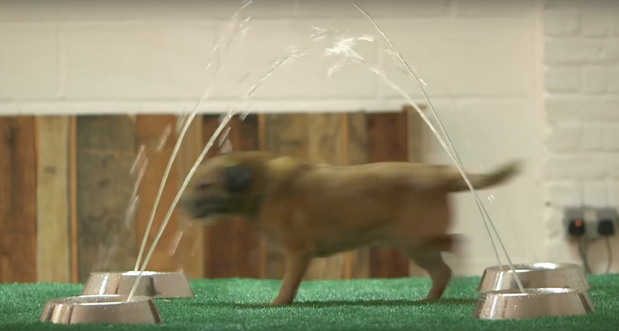 dog-exhibit