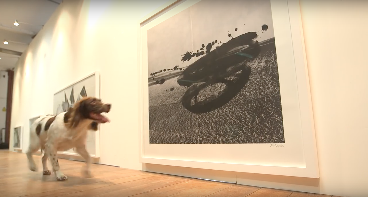dog-exhibit