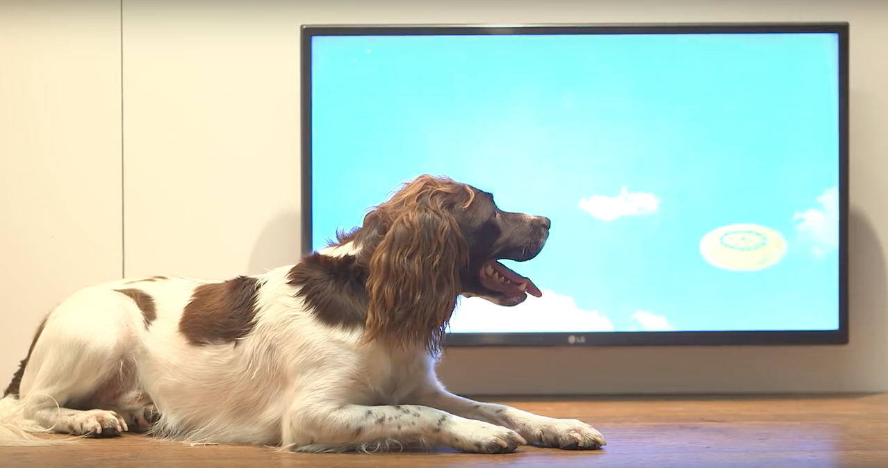 dog-exhibit