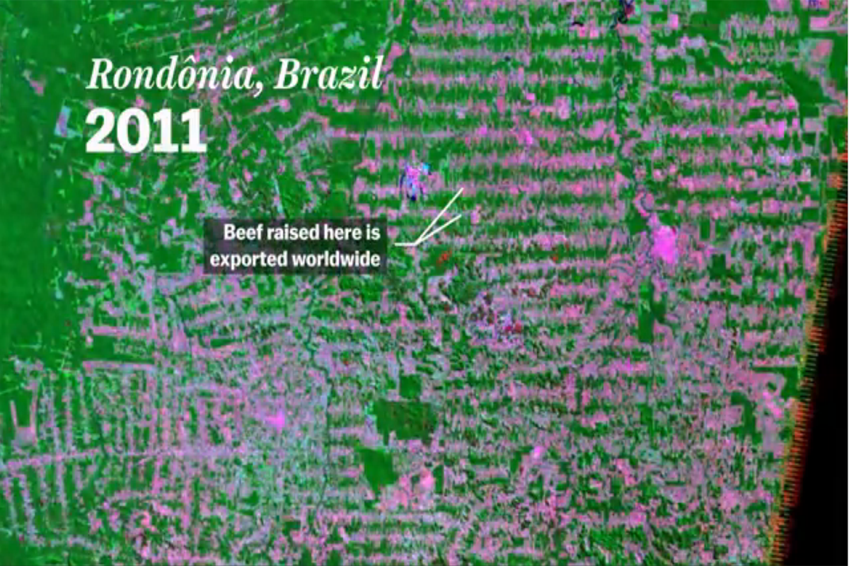 Deforestation