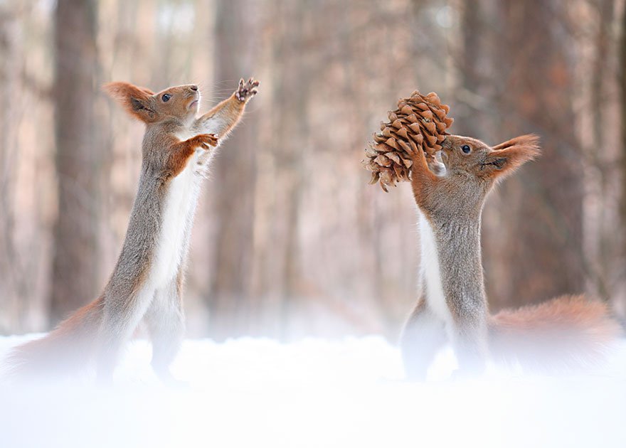 vadim_trunov_simpaticas_fotografias_ardillas_13