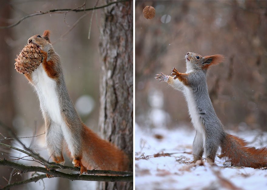 vadim_trunov_simpaticas_fotografias_ardillas_14