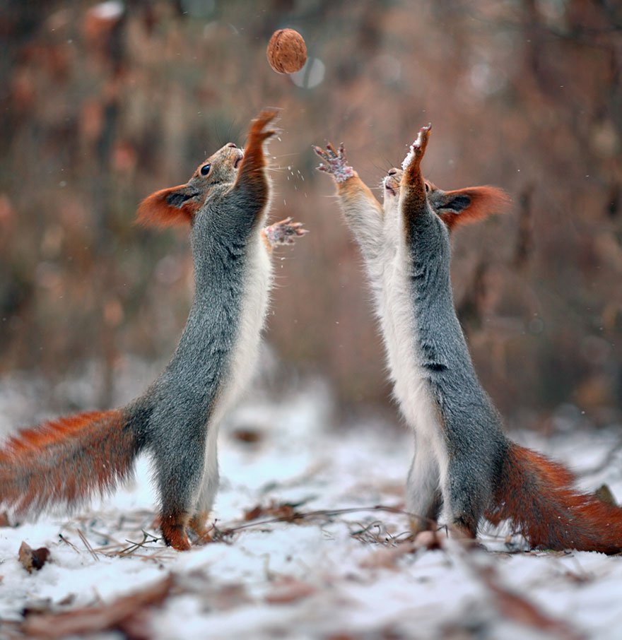 vadim_trunov_simpaticas_fotografias_ardillas_15
