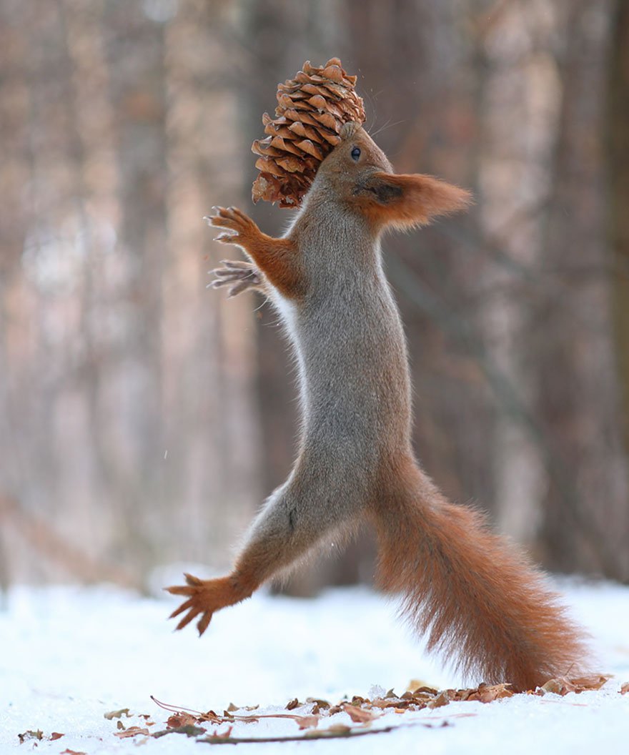 vadim_trunov_simpaticas_fotografias_ardillas_16