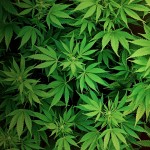 Weed