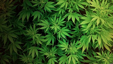 Weed