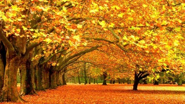 autumn-fall