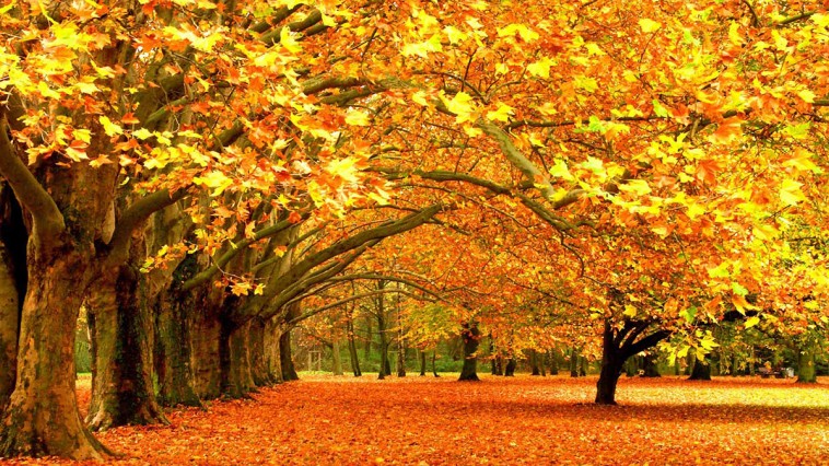 autumn-fall