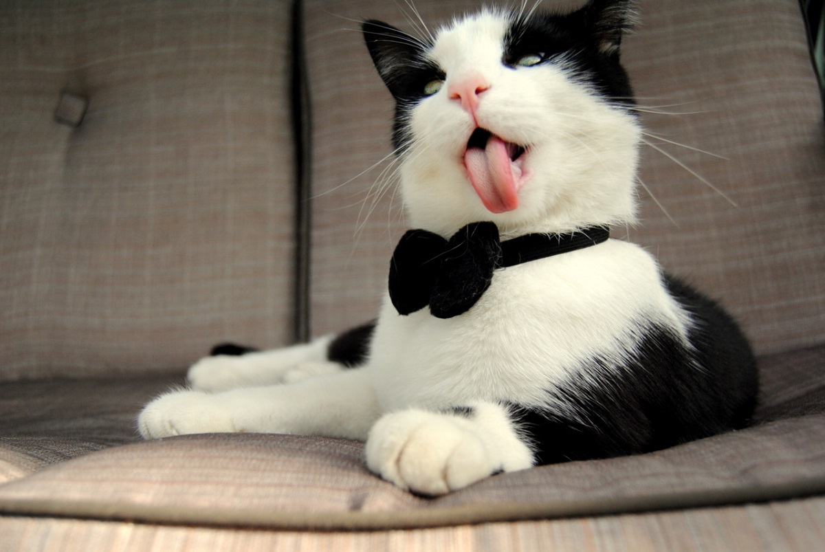 bow cat