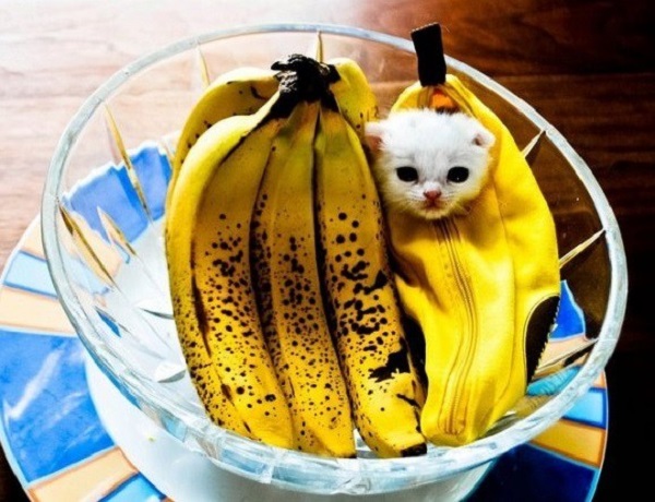 cat costumed