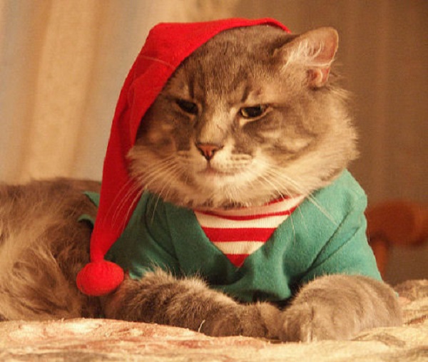 elf cat